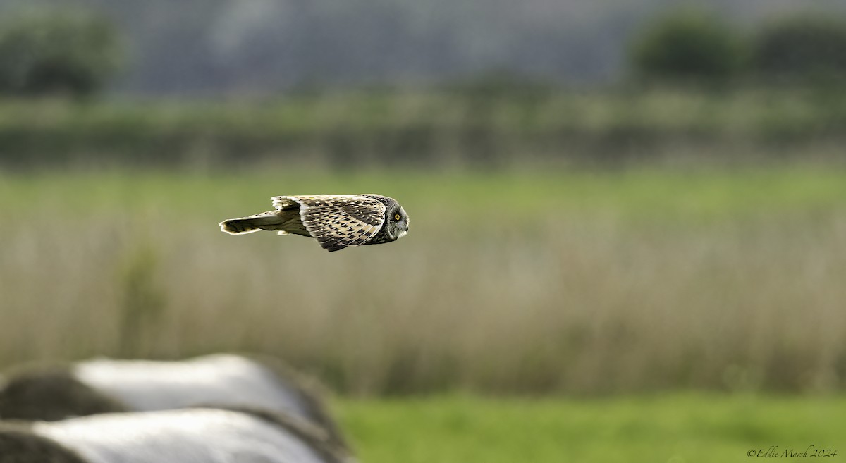 Short-eared Owl - ML619034210