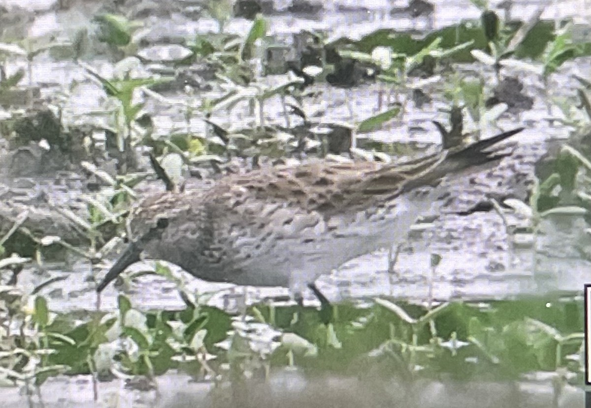 White-rumped Sandpiper - Robert Wallace