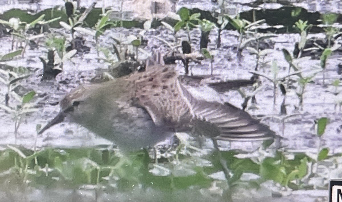 White-rumped Sandpiper - Robert Wallace