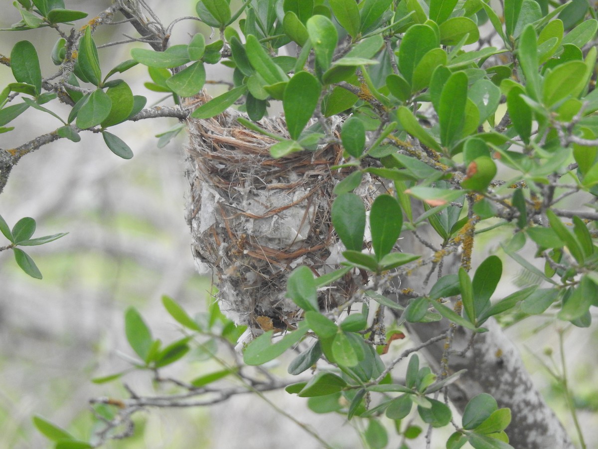 Bell's Vireo - Suzette Stitely