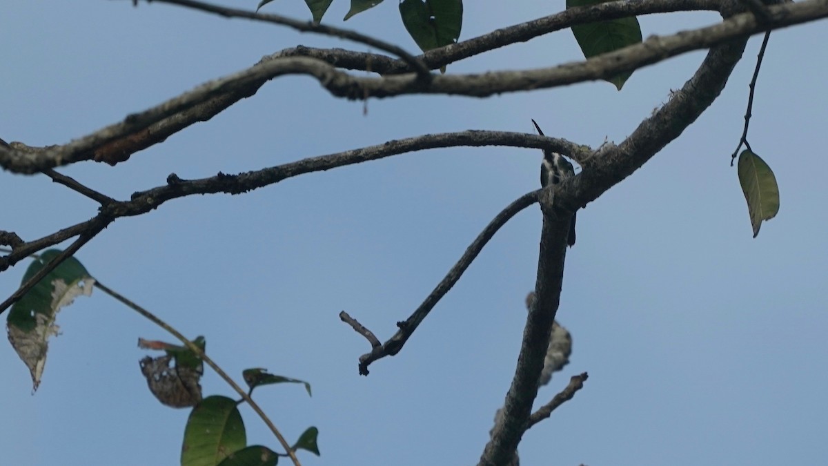 kolibřík tropický - ML619034266
