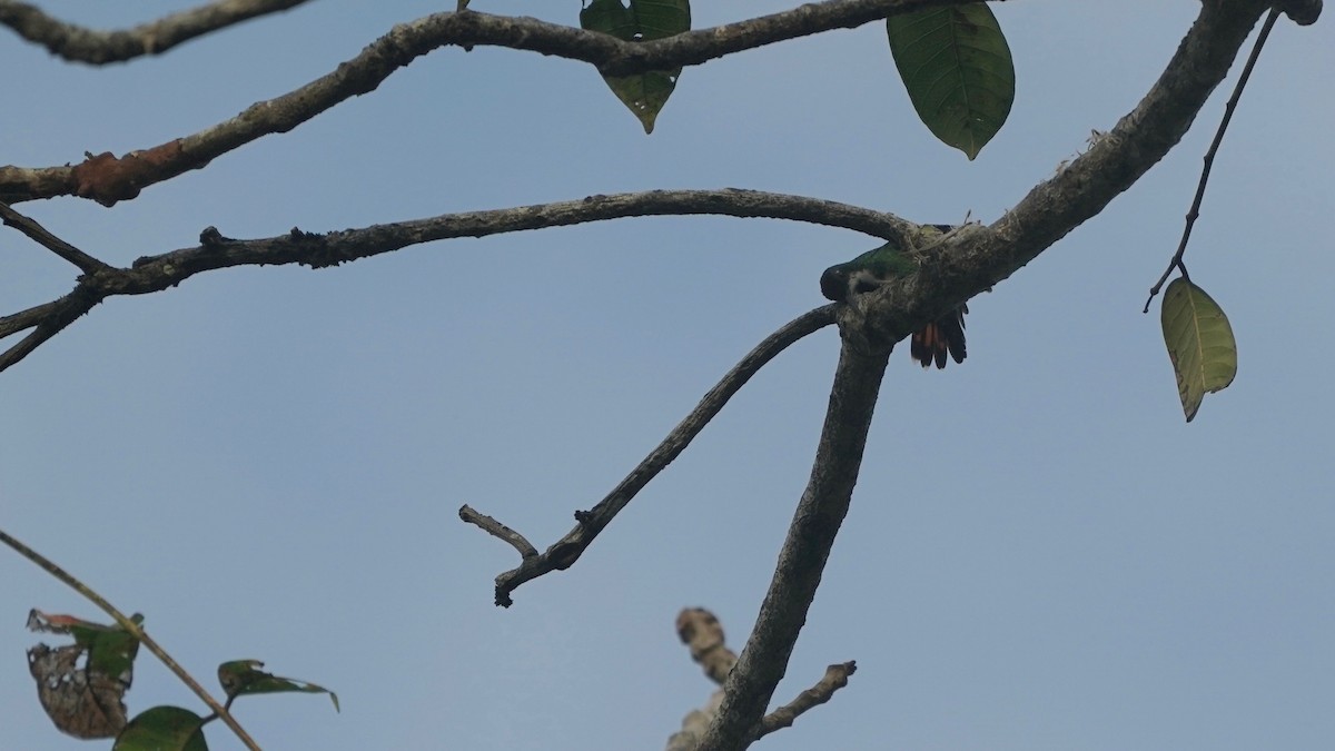 kolibřík tropický - ML619034271