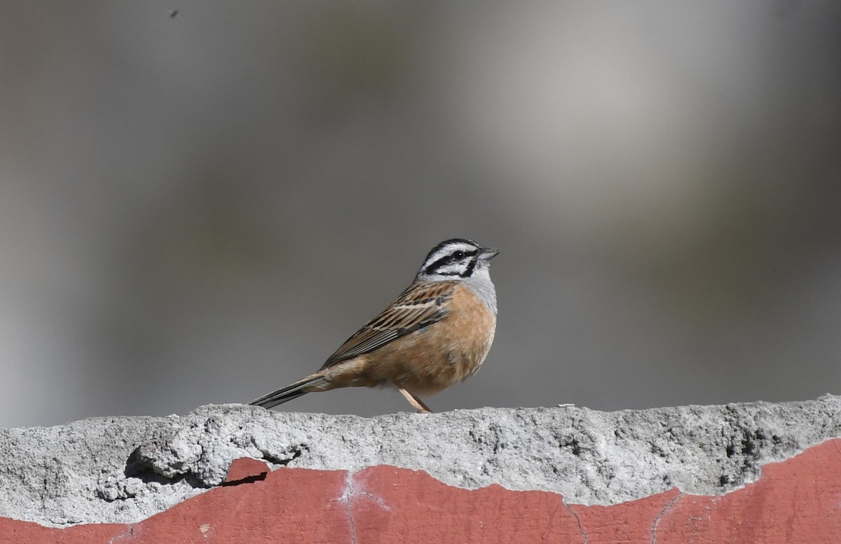 Rock Bunting - ML619034274