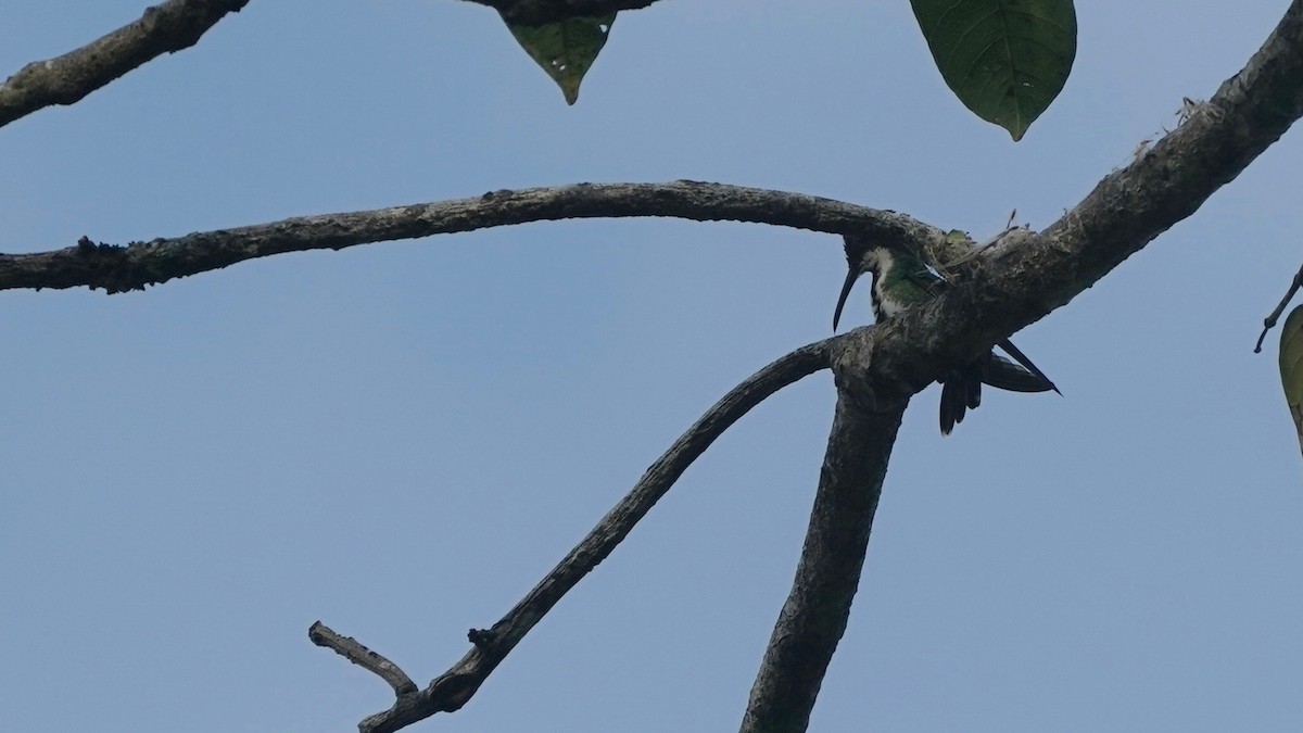 kolibřík tropický - ML619034285