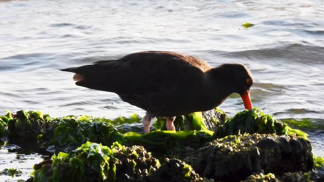 Black Oystercatcher - ML619034296