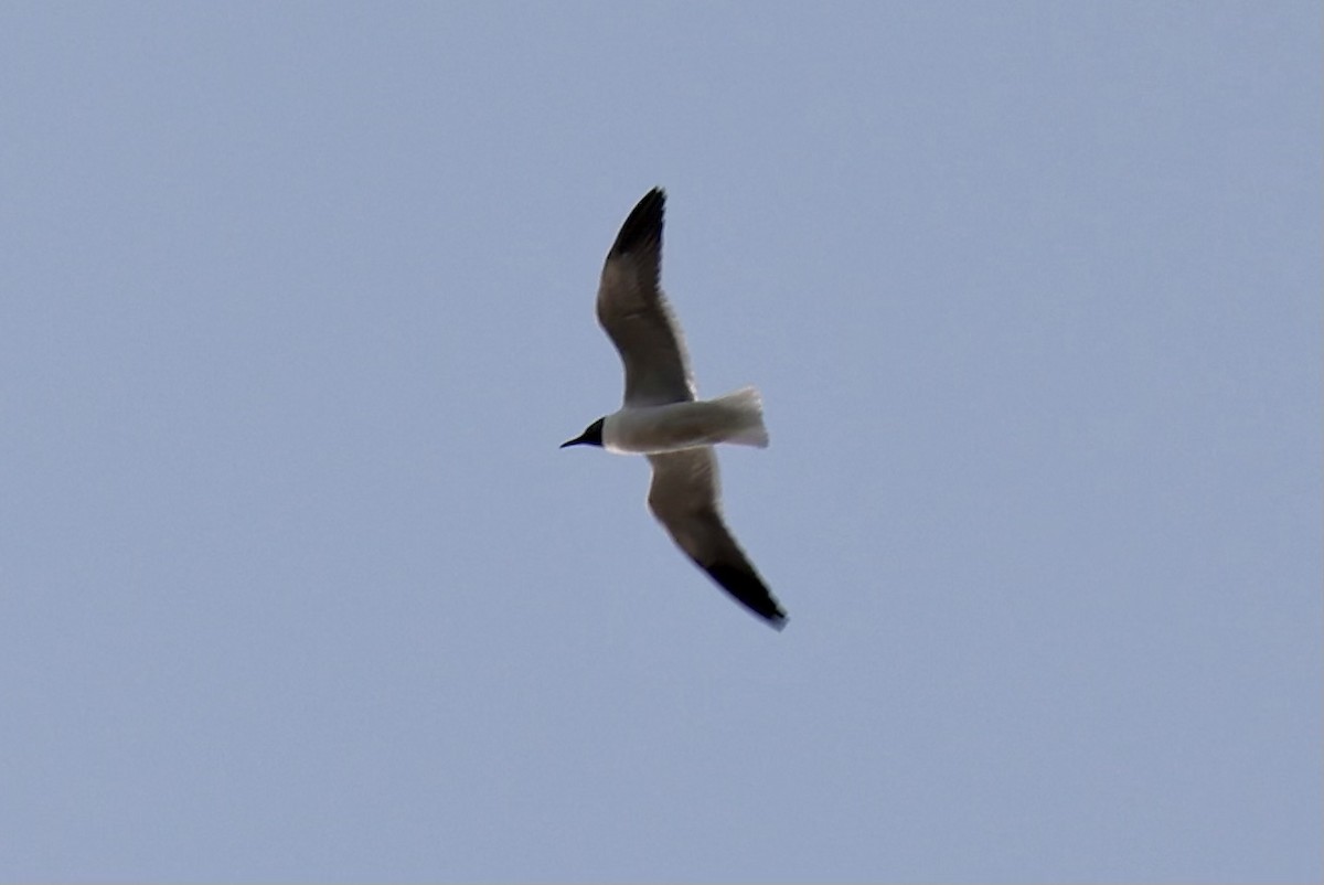Laughing Gull - Oliver Kew