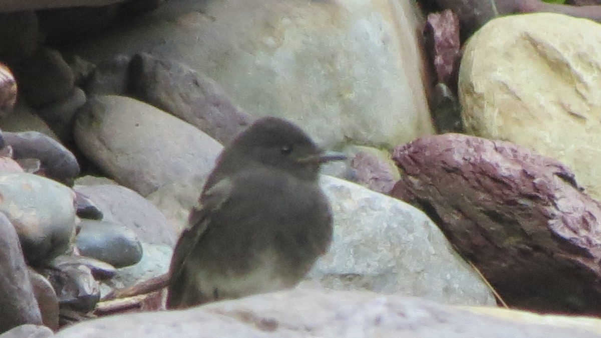 Black Phoebe - Nelly Perilla