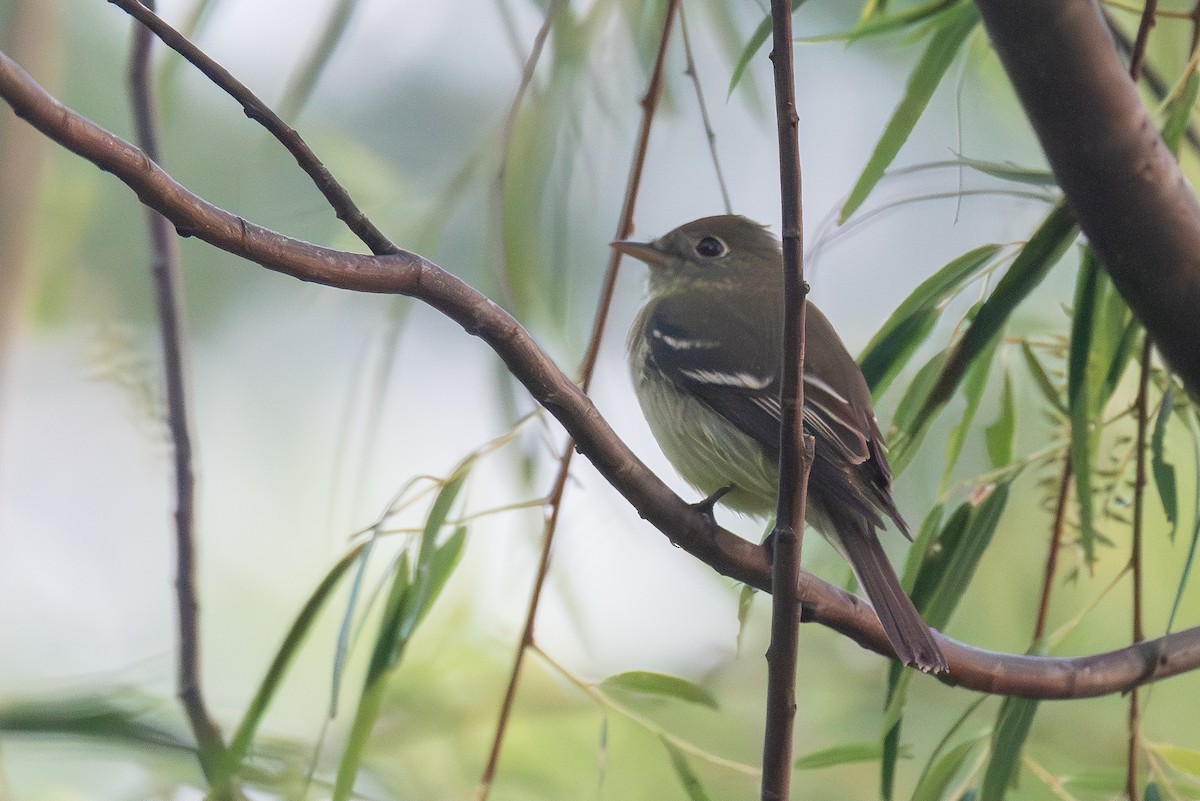 Least Flycatcher - ML619034339