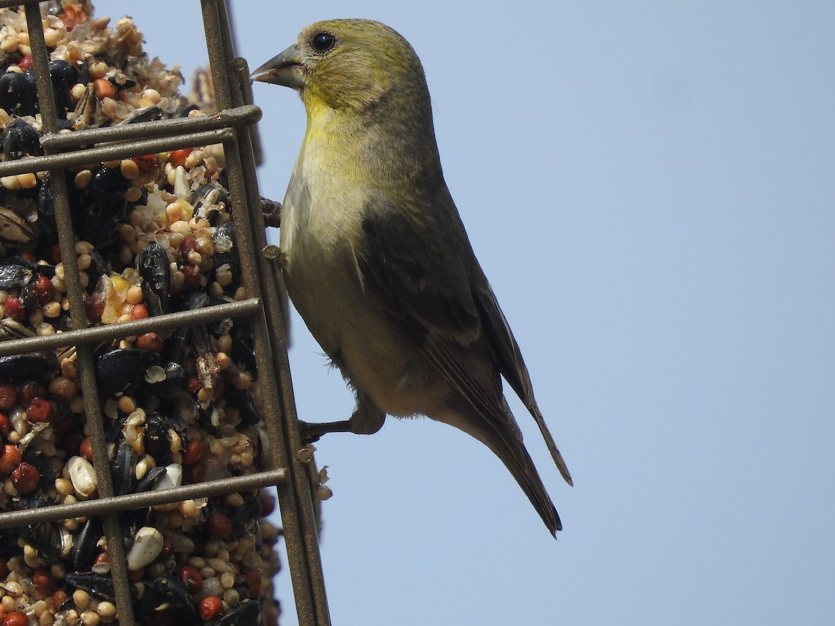 Lesser Goldfinch - ML619034351