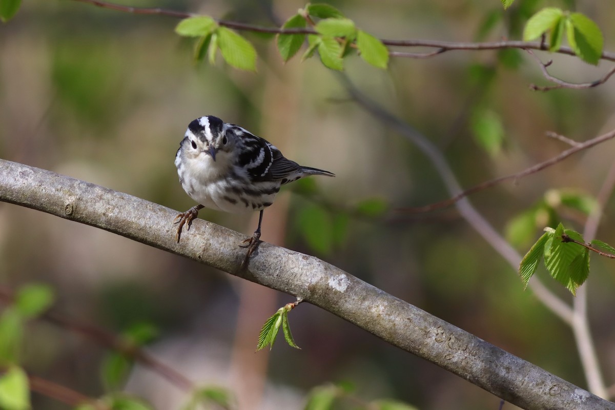 Black-and-white Warbler - Margaret Viens