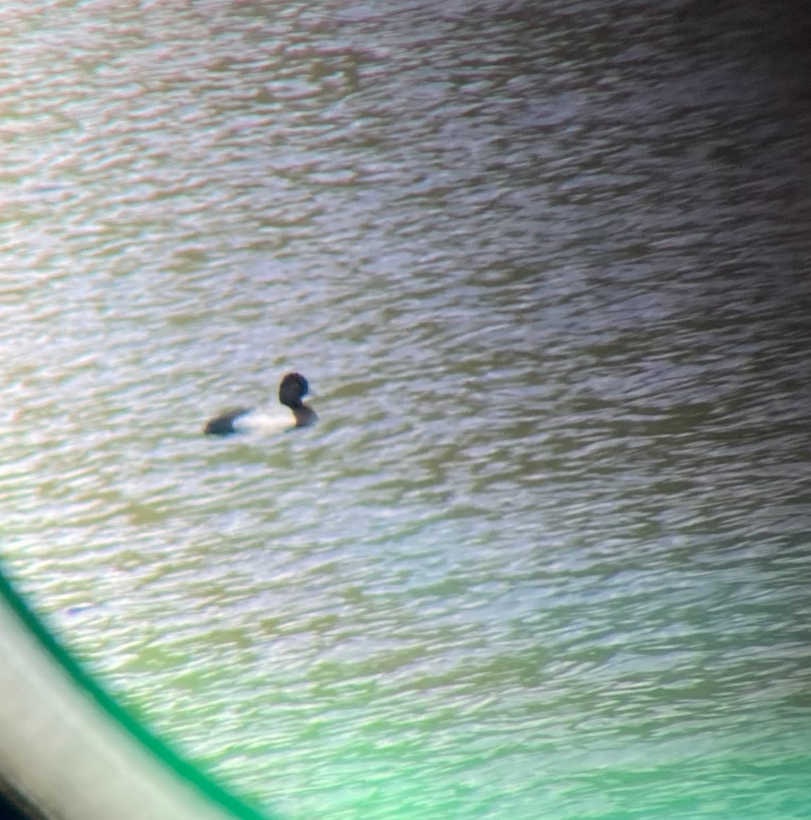 Lesser Scaup - Todd Dowling