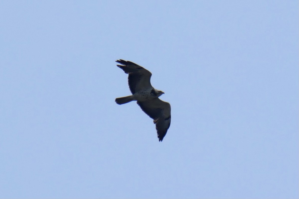 Swainson's Hawk - ML619034379