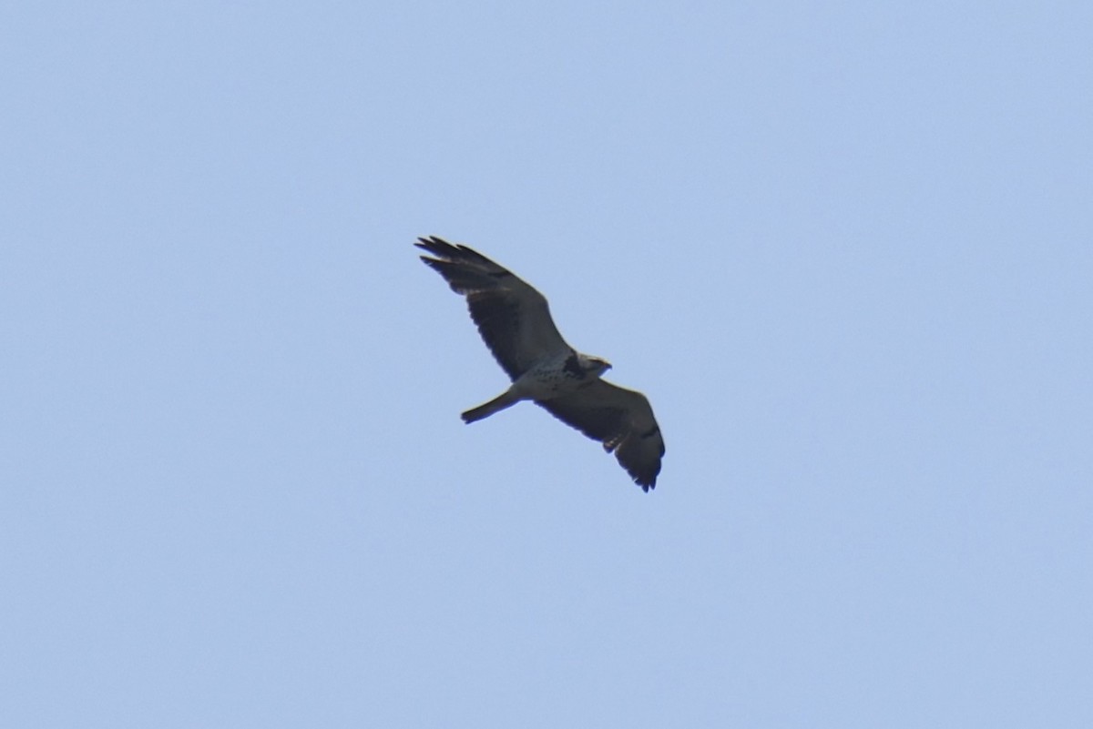 Swainson's Hawk - Oliver Kew