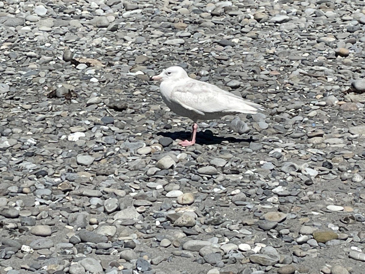 Glaucous Gull - Greg Butcher