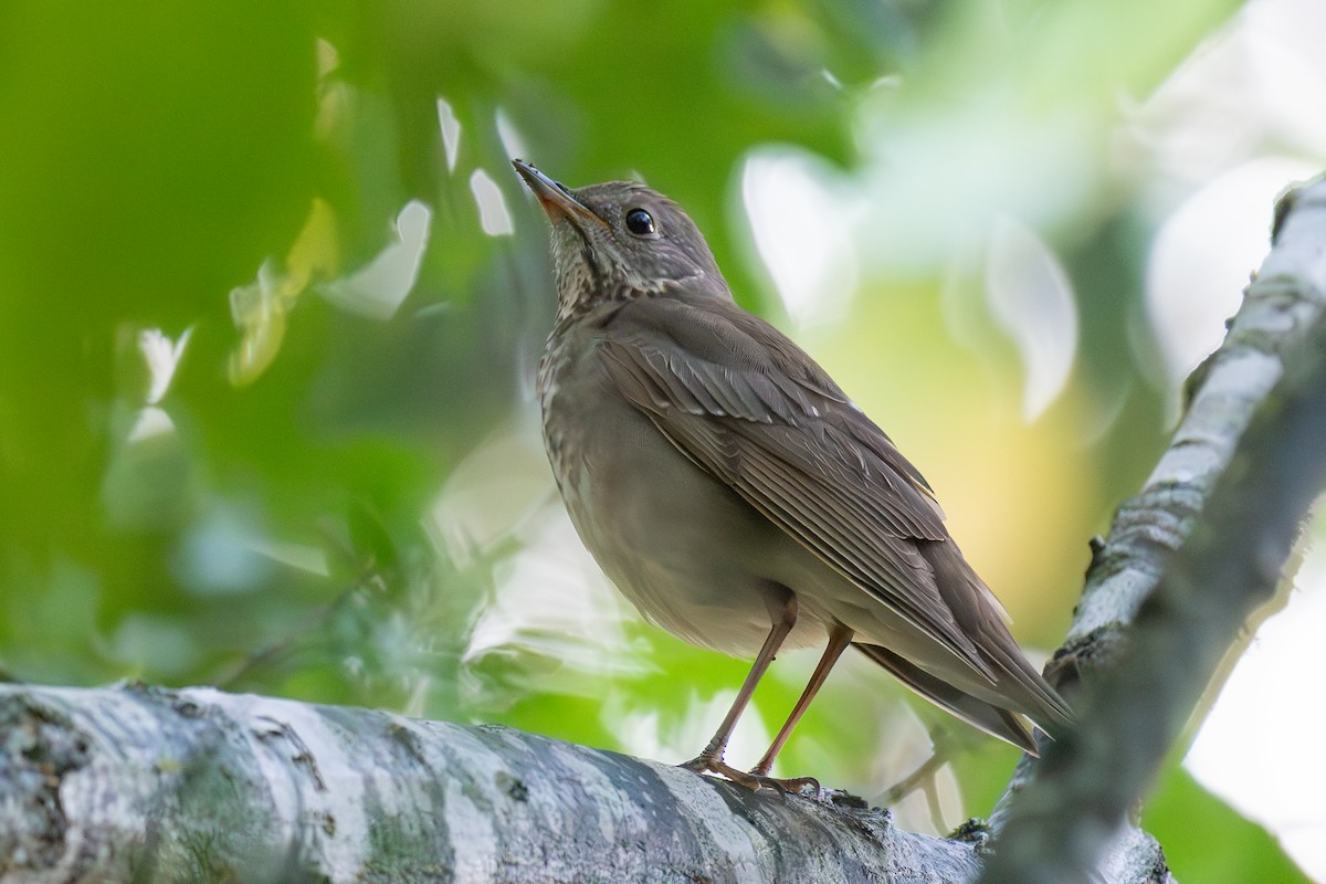 Gray-cheeked Thrush - Richard Rulander