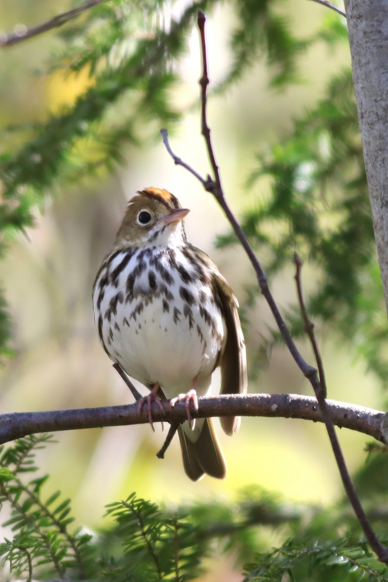 Ovenbird - Margaret Viens