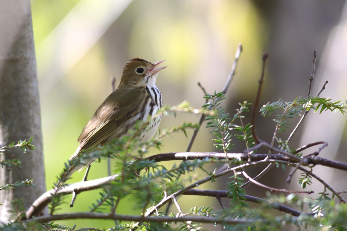 Ovenbird - ML619034395