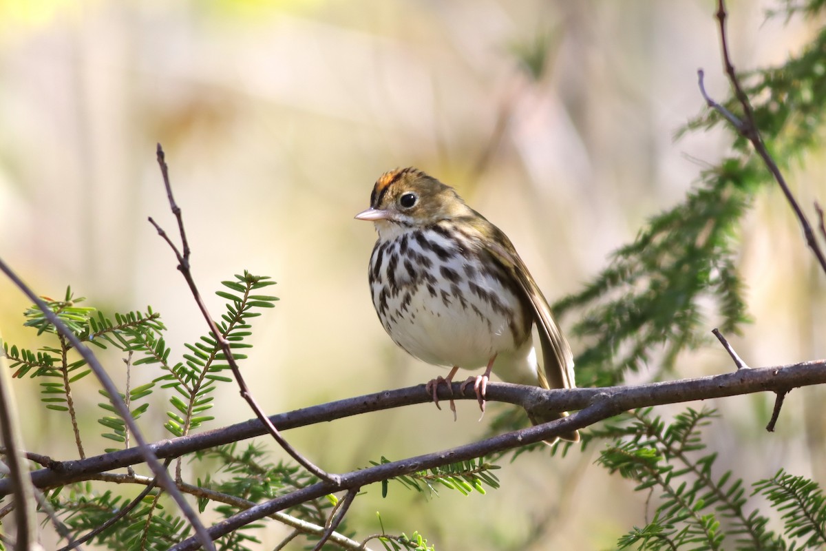 Ovenbird - Margaret Viens