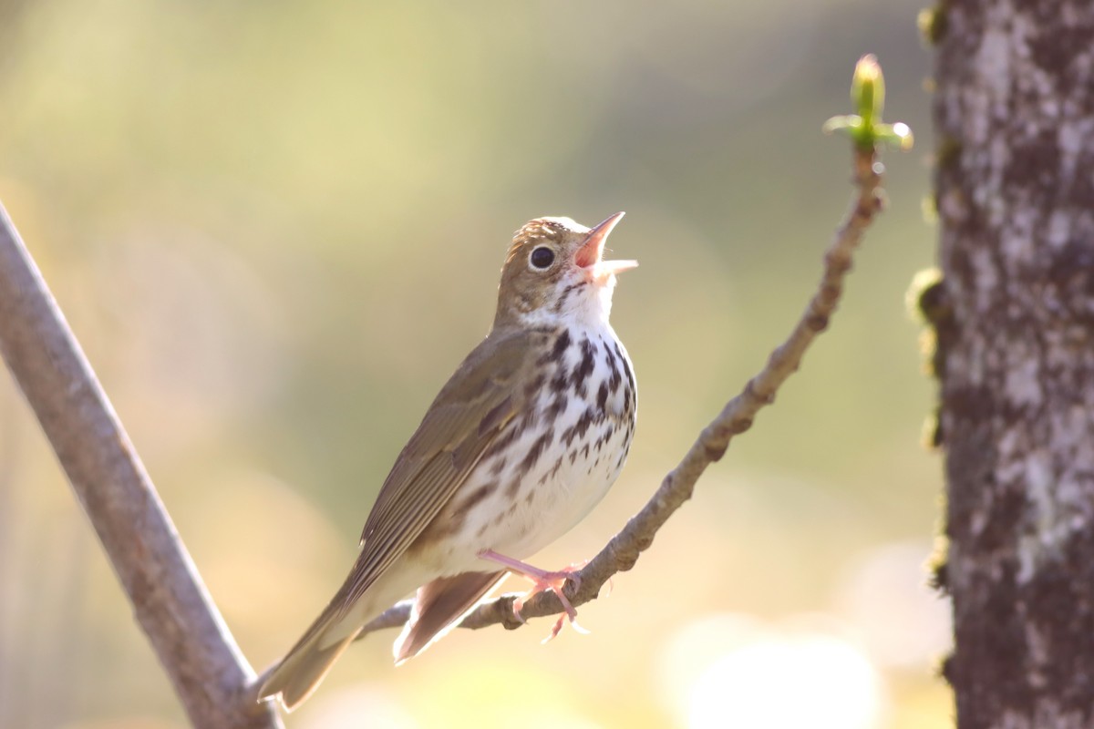 Ovenbird - ML619034398