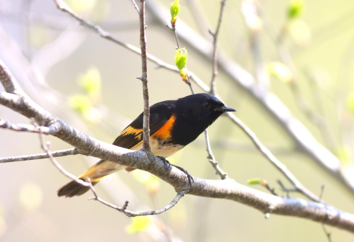 American Redstart - ML619034432