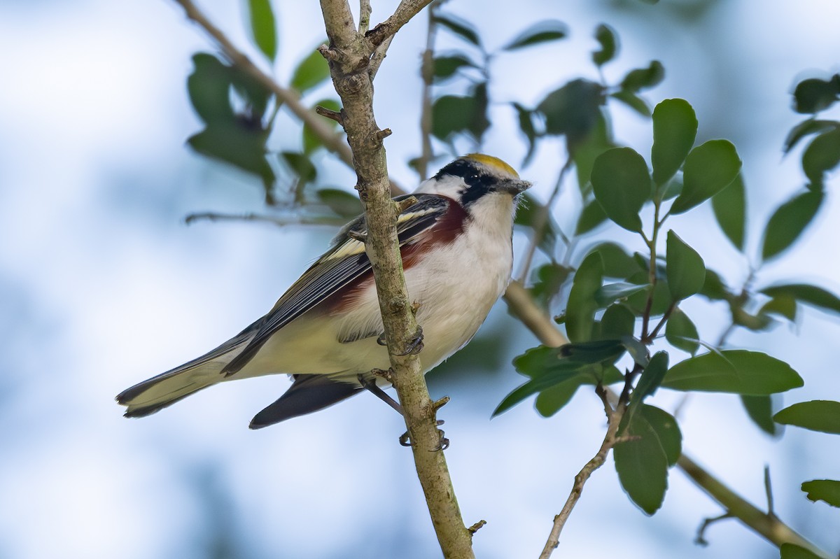 Chestnut-sided Warbler - Richard Rulander