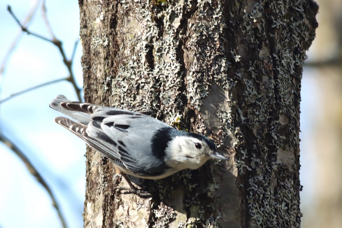 White-breasted Nuthatch - Margaret Viens