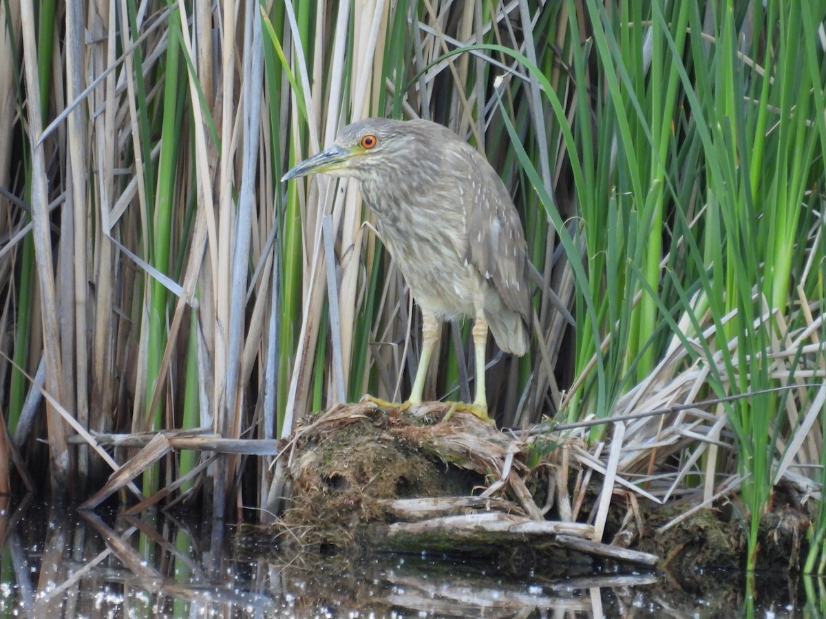 Black-crowned Night Heron - Tonie Hansen