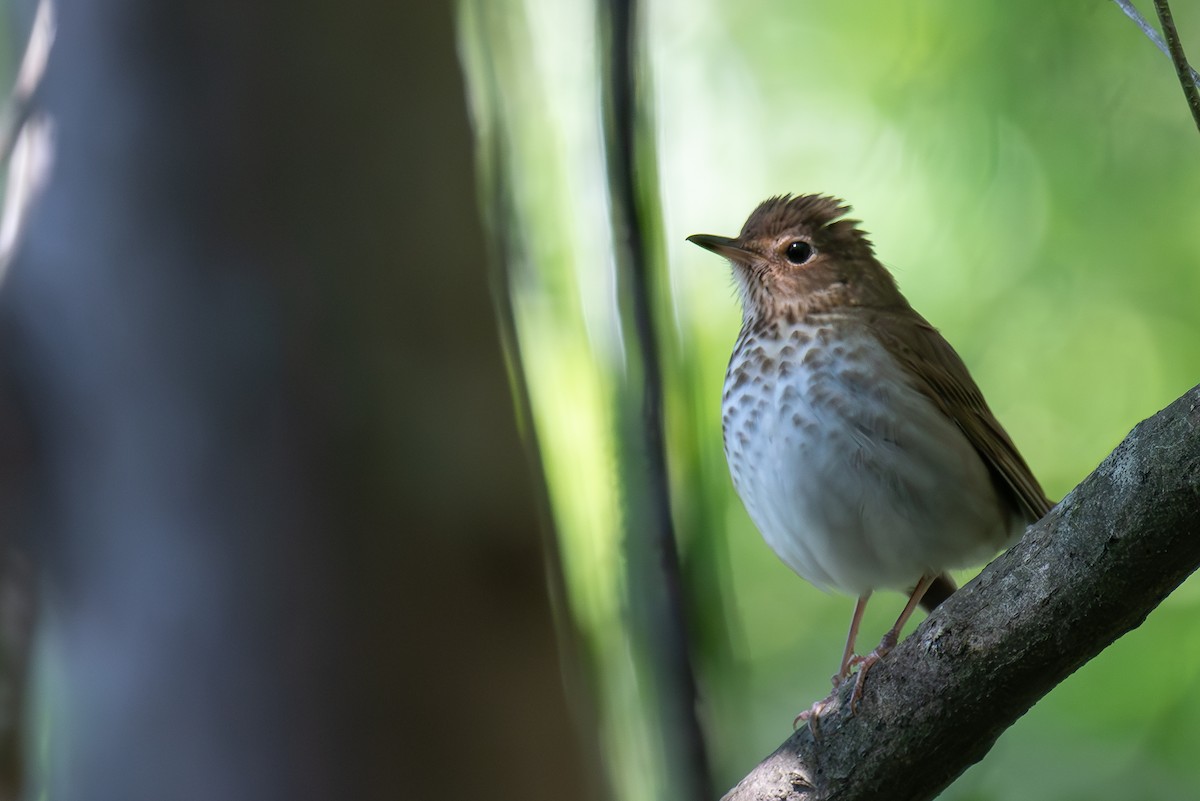 Veery - ML619034473