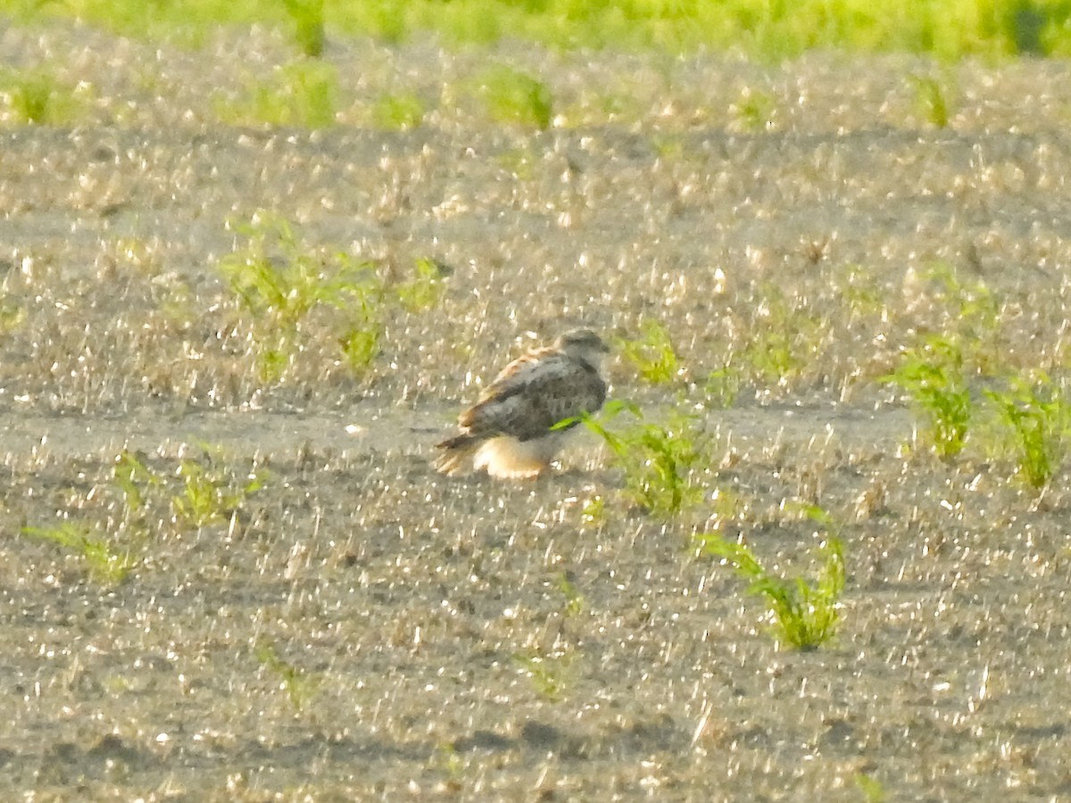 Ferruginous Hawk - ML619034478