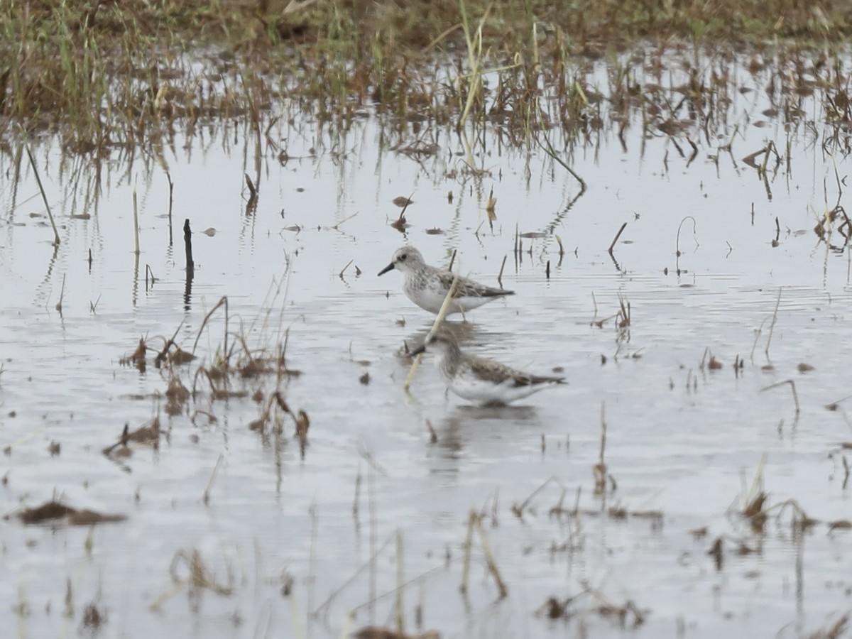 Semipalmated Sandpiper - Darby Nugent
