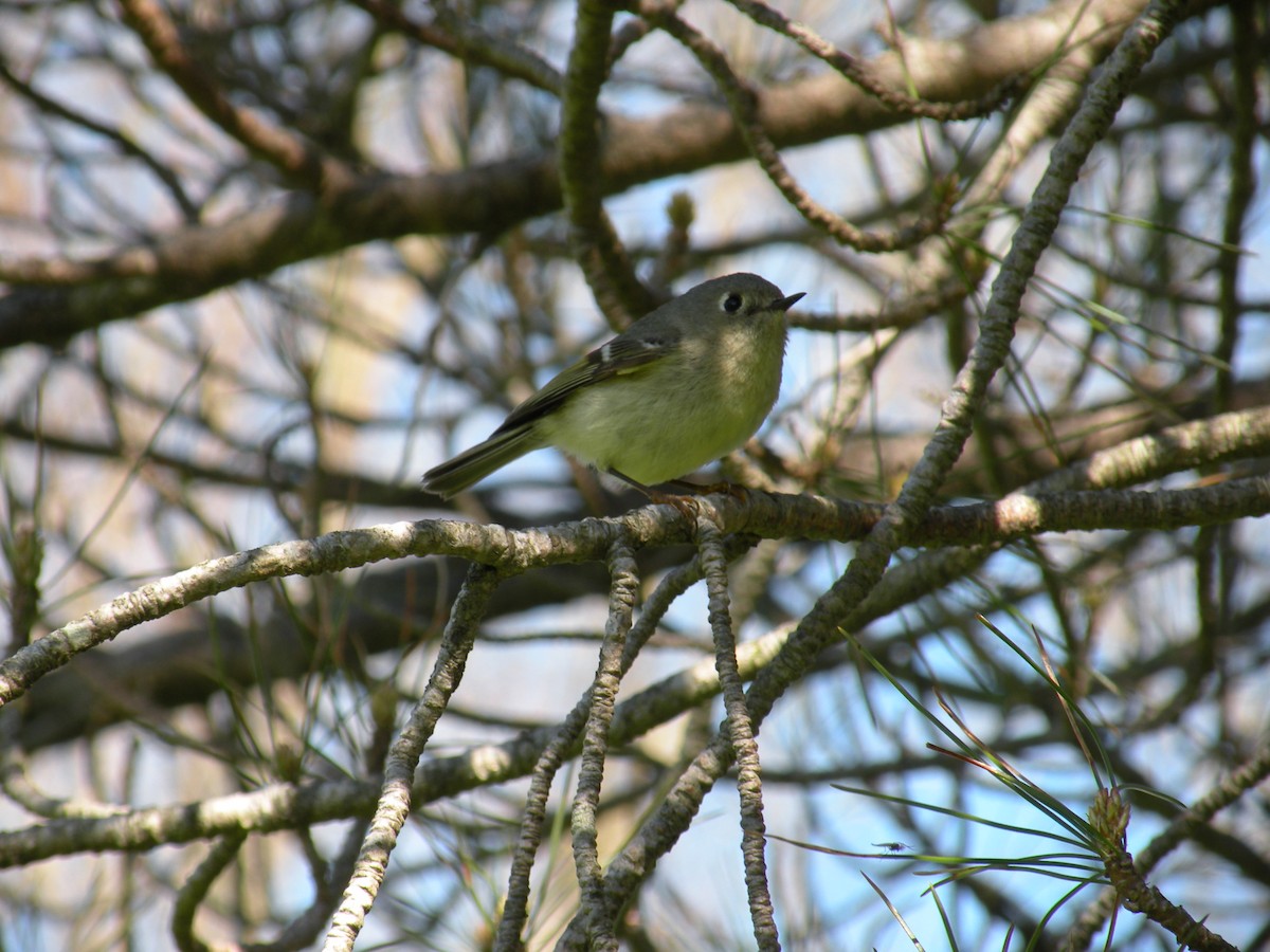 Ruby-crowned Kinglet - justin  burke