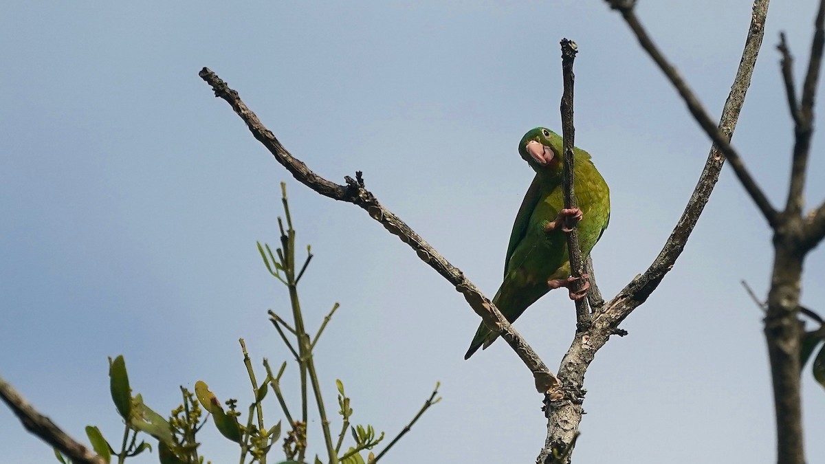 Orange-chinned Parakeet - Indira Thirkannad