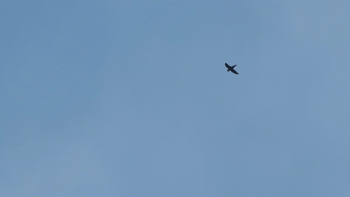 Lesser Swallow-tailed Swift - Indira Thirkannad