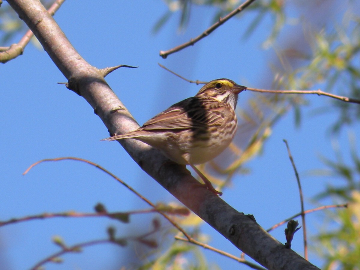 Savannah Sparrow - ML619034520