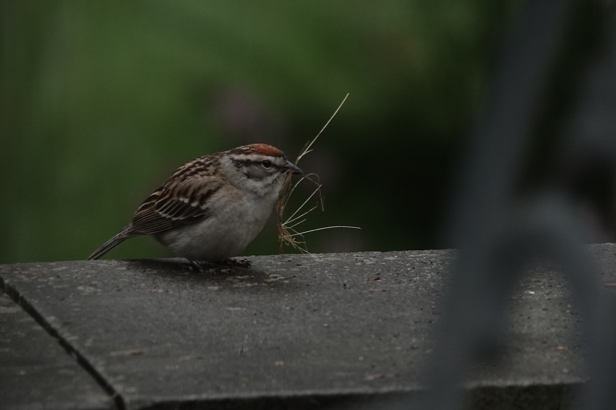 Chipping Sparrow - ML619034526