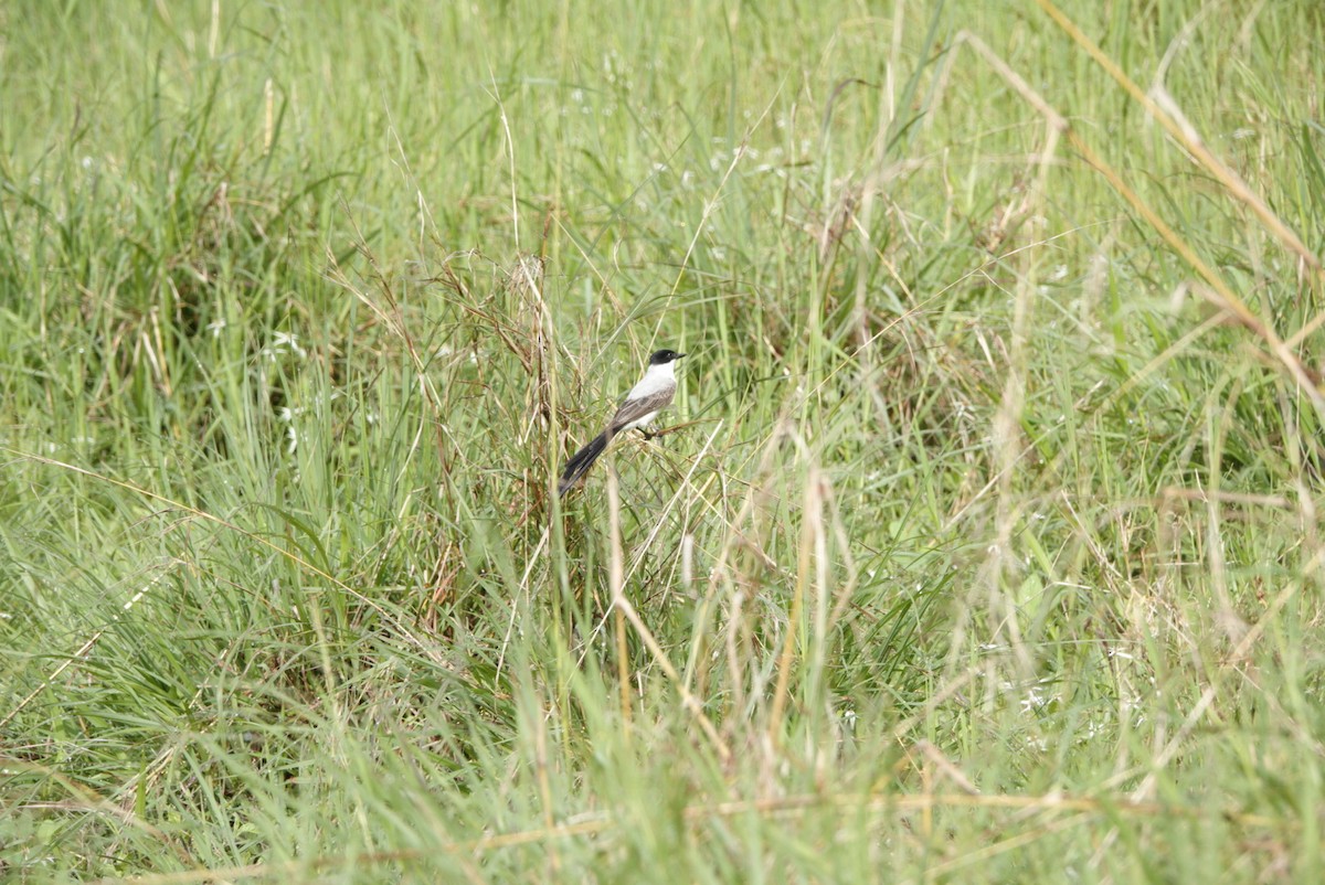 Fork-tailed Flycatcher - Margarita Sierra