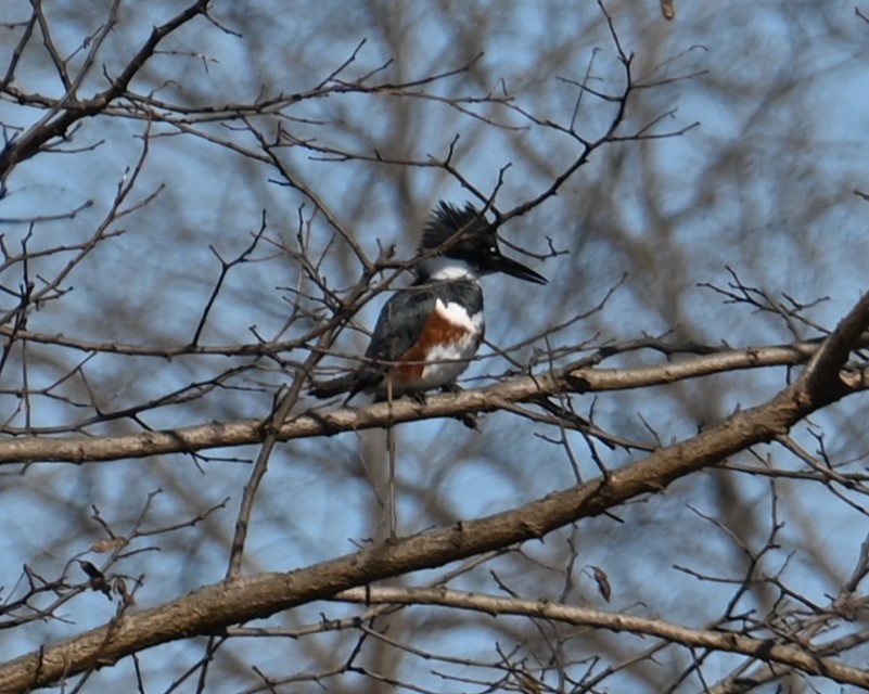 Belted Kingfisher - Nicolle and H-Boon Lee