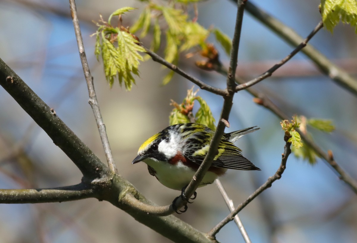 Chestnut-sided Warbler - ML619034548