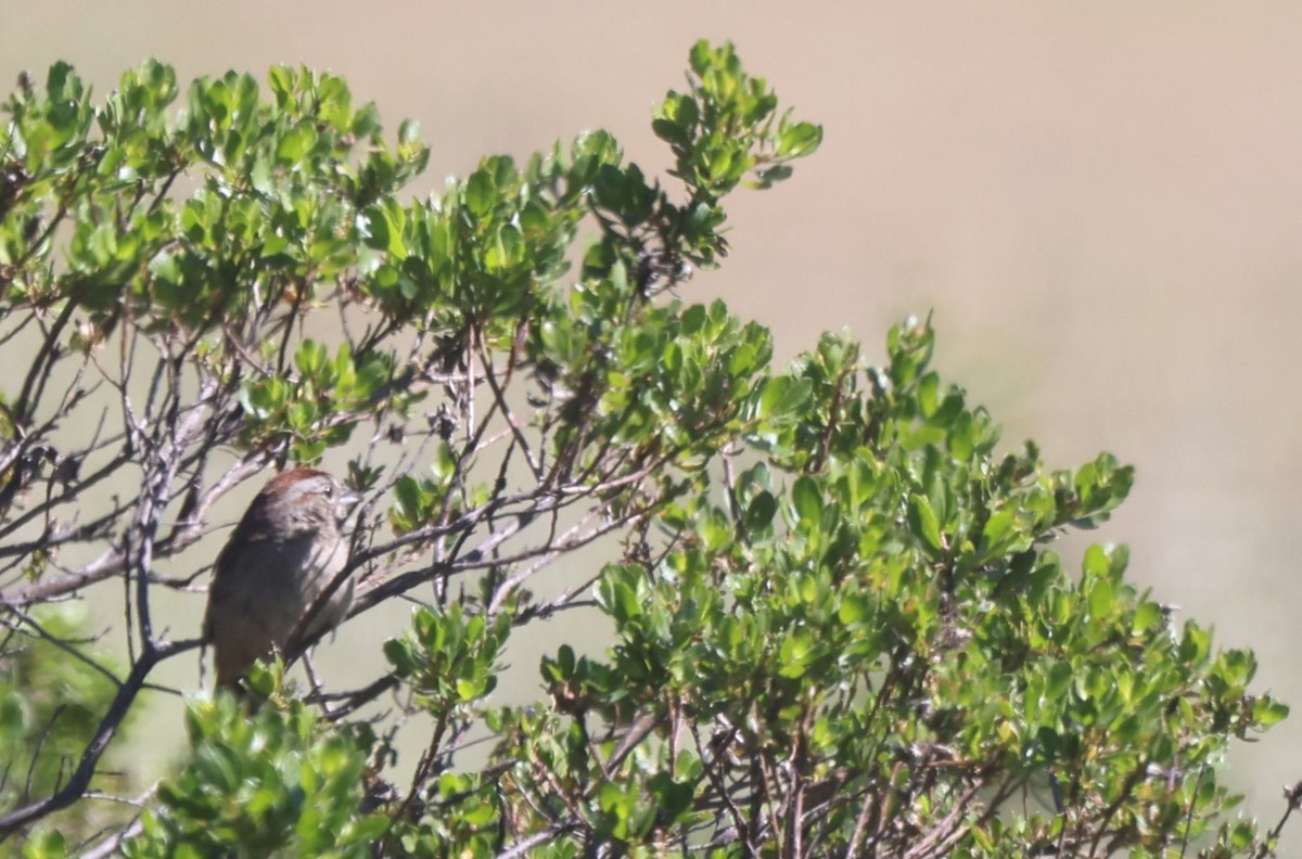 Rufous-crowned Sparrow - Robert Keiffer