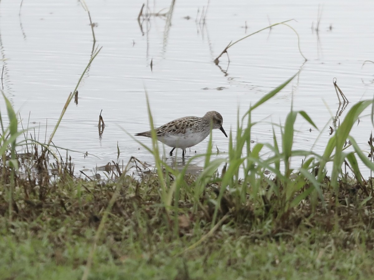 Semipalmated Sandpiper - ML619034573