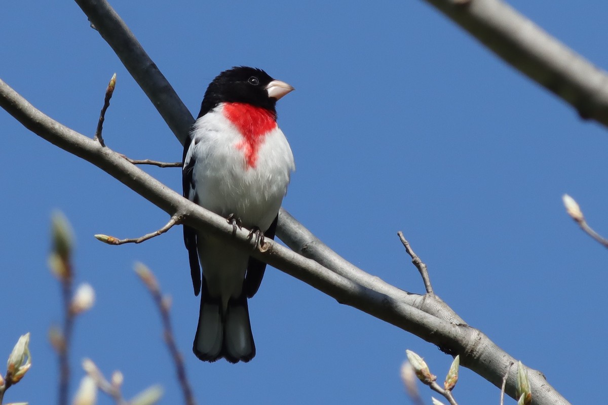 Rose-breasted Grosbeak - ML619034616