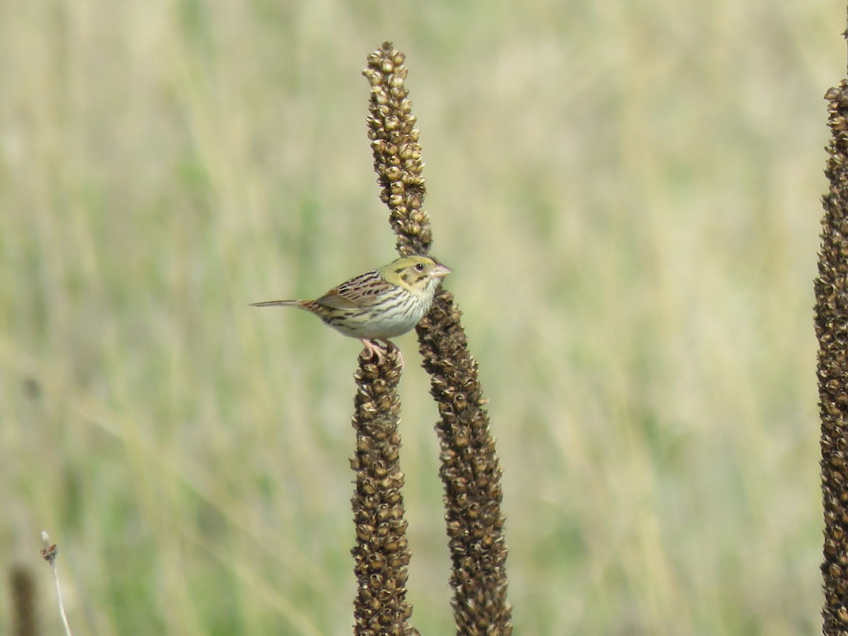 Henslow's Sparrow - William Marengo