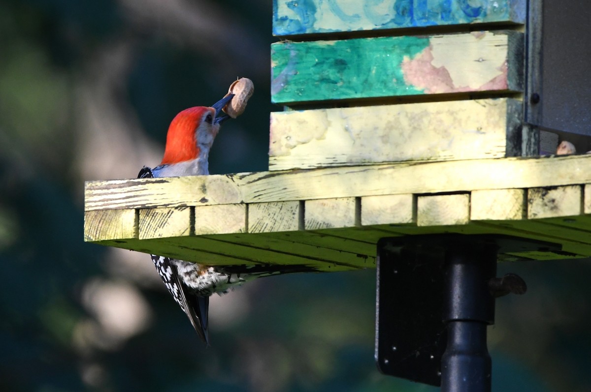 Red-bellied Woodpecker - Kevin Smith