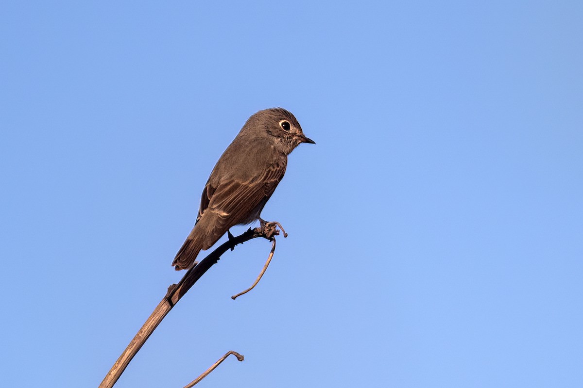 Dark-sided Flycatcher - ML619034652