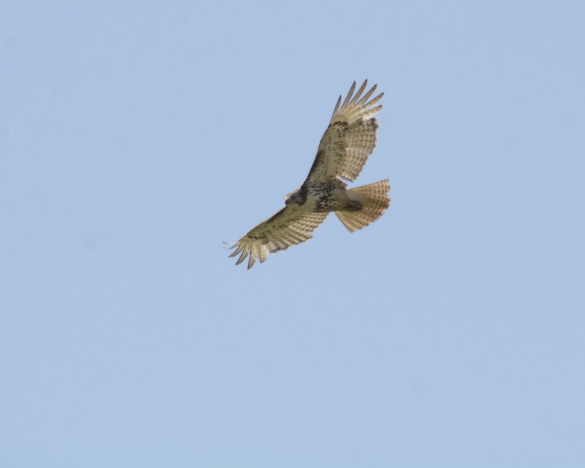 Red-tailed Hawk - David Kennedy