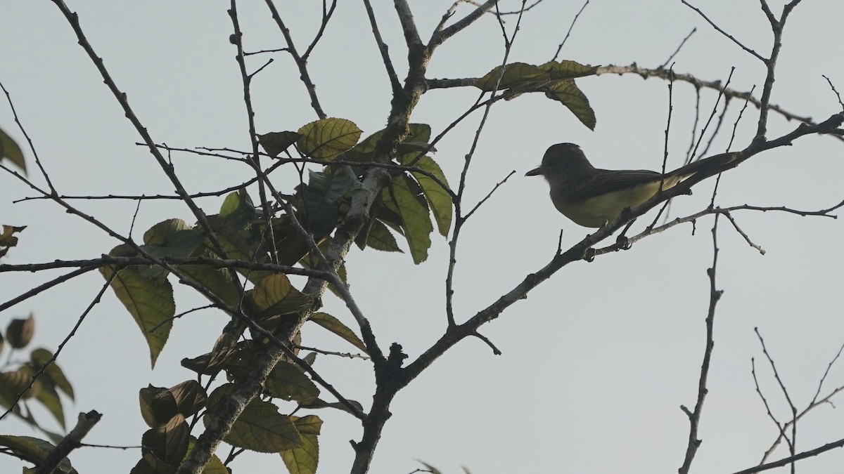 Panama Flycatcher - ML619034666