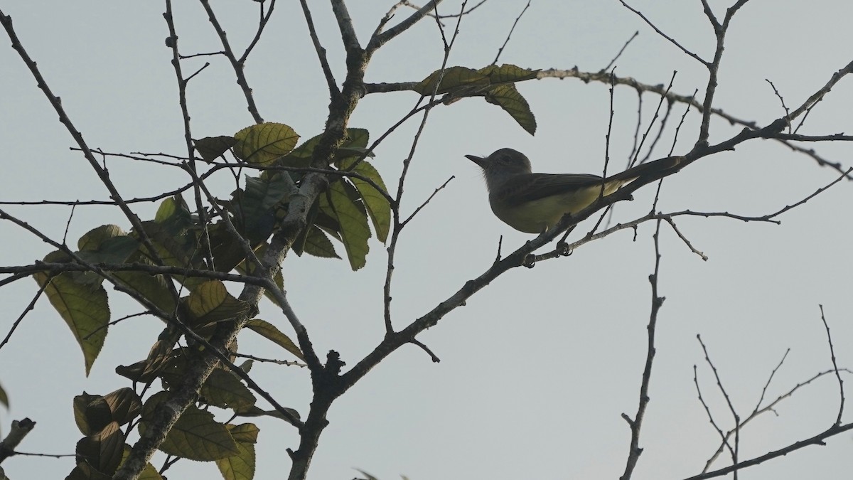 Panama Flycatcher - Indira Thirkannad