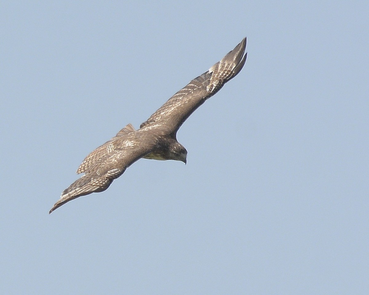 Red-tailed Hawk - David Kennedy