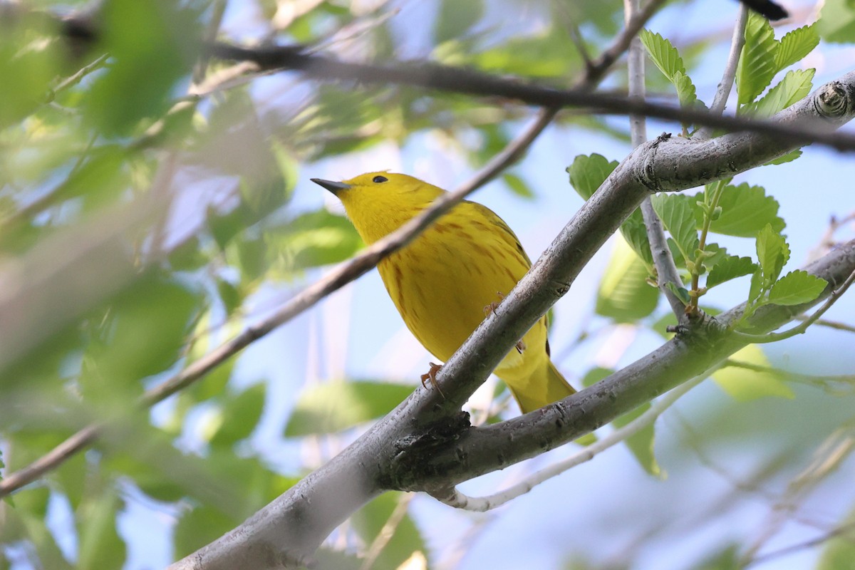 Yellow Warbler (Northern) - Mary McGreal