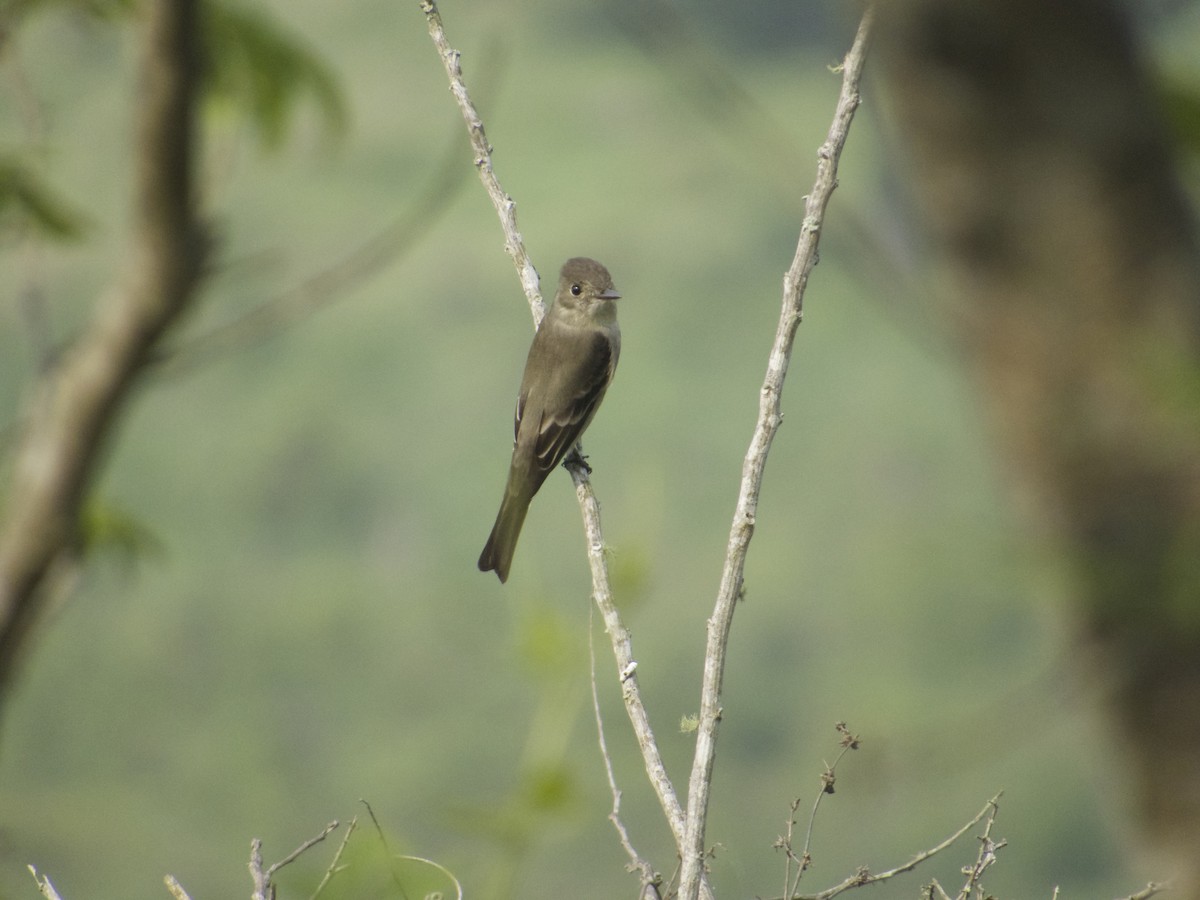 Northern Tropical Pewee - ML619034686